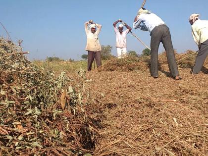 1300 farmers waiting in Chandrapur district for sale of pulses | तूर विक्रीसाठी चंद्रपूर जिल्ह्यातील १३०० शेतकरी वेटींगवर