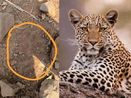 Leopard found in Ambachaundi area; Fearful farmers | अंबाचौंडी परिसरात आढळला बिबट्या; शेतकरी भयभीत, भाविकानी दक्षता बाळगावी