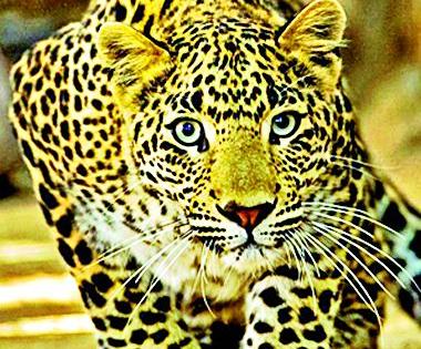 Nine leopards die in 10 years in Vadali, Chandur railway forest | वडाळी, चांदूर रेल्वे वनपरिक्षेत्रात १० वर्षांत नऊ बिबटांचा मृत्यू