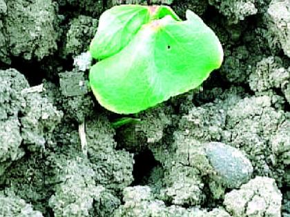 Waiting for a strong rain | दमदार पावसाची प्रतीक्षा