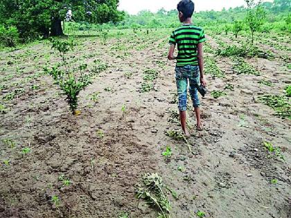 Due to drainage flooding, the crop has gone in the fields | नाल्याच्या पुरामुळे शेतातील पीक गेले खरडून