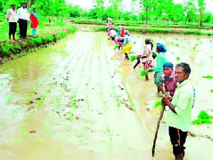 दोरीचा आधार घेत सरळ रेषेत धान रोवणी