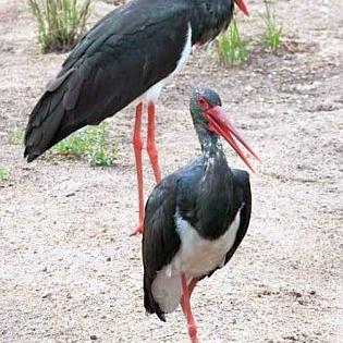 Rare 'Black Stark' first found in Bhandara district | भंडारा जिल्ह्यात प्रथमच आढळला दुर्मीळ ‘ब्लॅक स्टार्क’