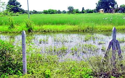 35 acres of white groves | ३५ एकरात पिकतो पांढरा पडाळ