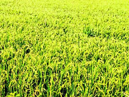 ढगाळ वातावरणाचा धानाला फटका