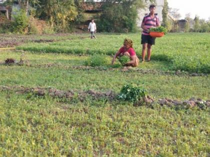 If you want to eat leafy vegetables ... come to Palandur in Bhandara district! | पालेभाजी खायची आहे तर... भंडारा जिल्ह्यातील पालांदूरला या!