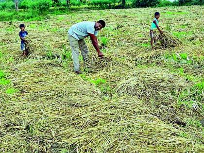 After returning rain, the paddy straw is tied | परतीच्या पावसाने बांध्यातच कडपा अंकुरल्या