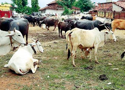 Cows placed oxen on the eve of the hood | पोळ्याच्या पूर्वसंध्येला गाय-बैलांना ठेवले कैदेत