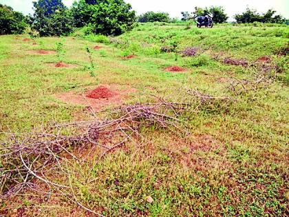  In the social forestry department, God Bengal | सामाजिक वनीकरण विभागात गौड बंगाल