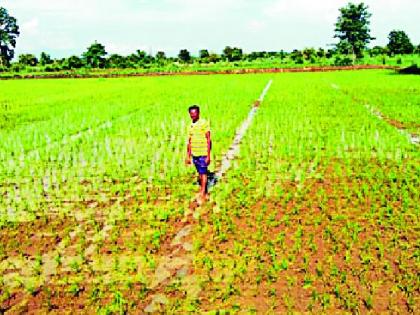 Paddy planting on 1.5 lakh hectares was delayed | सव्वा लाख हेक्टरवरील भात रोवणी रखडली