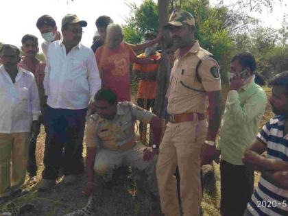  A female dies in a fight between two leopards at Waghere | वाघेरेला दोन बिबट्यांच्या झुंजीत मादीचा मृत्यू