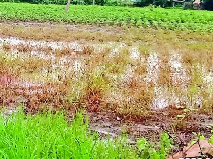 The beans turned yellow due to continuous rains | सततच्या पावसाने सोयाबीन पडले पिवळे The beans turned yellow due to continuous rains | सततच्या पावसाने सोयाबीन पडले पिवळे