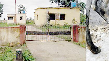 Thousands of animals have Chaukura infection in the Thimm area | लगाम परिसरात हजारो जनावरांना चौखुराची लागण Thousands of animals have Chaukura infection in the Thimm area | लगाम परिसरात हजारो जनावरांना चौखुराची लागण