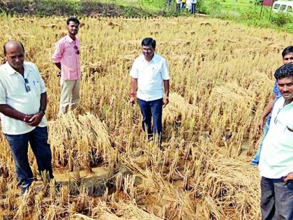 Paddy in danger due to rain and diseases | परतीचा पाऊस व रोगांमुळे धानपीक धोक्यात