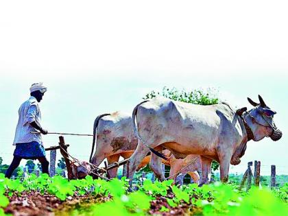 Sir, give a loan for sowing; Otherwise, the lender will have to mortgage the farm | साहेब, पेरणीसाठी कर्ज द्या हो; नाही तर सावकाराकडे शेती गहाण ठेवावी लागेल