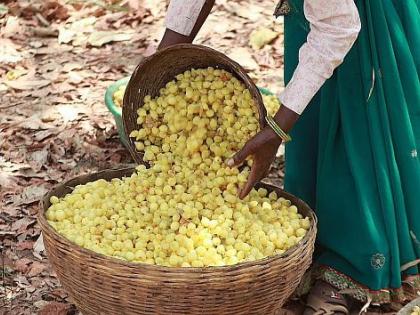 Now foreign liquor from Mahua flower! | ना गावठी, ना देशी, मोहफुलांपासून आता थेट विदेशी!