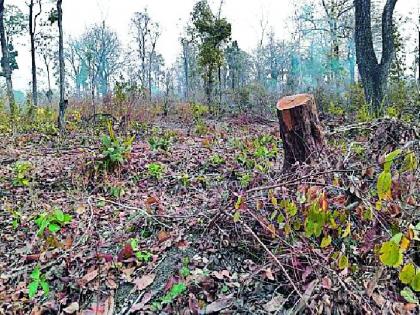 Due to illegal encroachment, the area of forest land is reduced | अवैध अतिक्रमणामुळे वनजमिनीचे क्षेत्र होतेय कमी