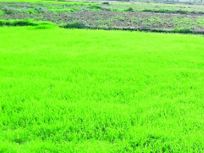 Thousands of hectares of grain are in crisis | हजारो हेक्टरमधील धानाचे पऱ्हे संकटात