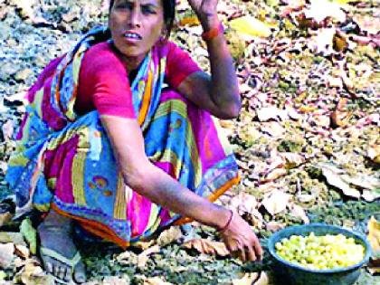 The offer of shopping with the laxity of the mohfula | मोहफुलांच्या हमीभावाने खरेदीचा प्रस्ताव थंडबस्त्यात