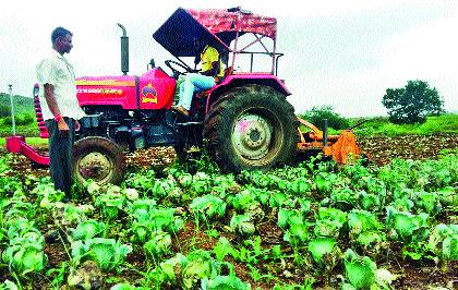 Anchor at 150 acres of cabbage | दीडशे एकर कोबीवर नांगर