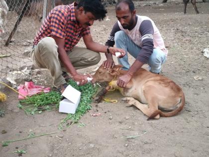  Free treatment on mock animals | मोकाट जनावरांवर मोफत उपचार