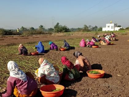 Farmers ready for onion cultivation | कांदा लागवडीसाठी शेतकरी सज्ज