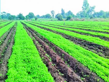 More earning from Fenugreek crops to farmer | मेथीने बनविले शेतकऱ्याला लखपती