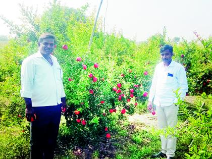 Shining gold in the palace; Pomegranate yielded five lakhs | माळरानात चमकलं सोनं; डाळिंबातून मिळालं पाच लाखांचं उत्पन्न Shining gold in the palace; Pomegranate yielded five lakhs | माळरानात चमकलं सोनं; डाळिंबातून मिळालं पाच लाखांचं उत्पन्न