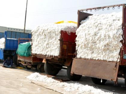 'Horses' stuck in cotton '12 per cent' moisture | कापसाच्या ‘12 टक्के’ ओलाव्यात अडले ‘घोडे’ 'Horses' stuck in cotton '12 per cent' moisture | कापसाच्या ‘12 टक्के’ ओलाव्यात अडले ‘घोडे’