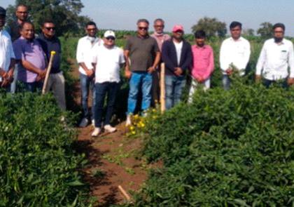 Produced 500 quintals grown in an area of six acres | सहा एकर क्षेत्रात घेतले 500 क्विंटल उत्पादन Produced 500 quintals grown in an area of six acres | सहा एकर क्षेत्रात घेतले 500 क्विंटल उत्पादन