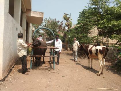 CoronaVirus Lockdown: Veterinarians in the camp to save livestock | CoronaVirus Lockdown : पशुधन वाचविण्यासाठी जनावरांचे डॉक्टर शिवारात