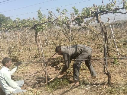 Grapple and pomegranate garden hazard in two and a half thousand acres | अडीच हजार एकरवरील द्राक्ष, डाळिंब बागा धोक्यात