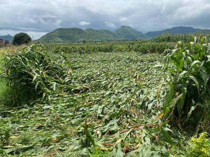 Maize crop flat in Pilkos area | पिळकोस परिसरात मका पिक भुईसपाट