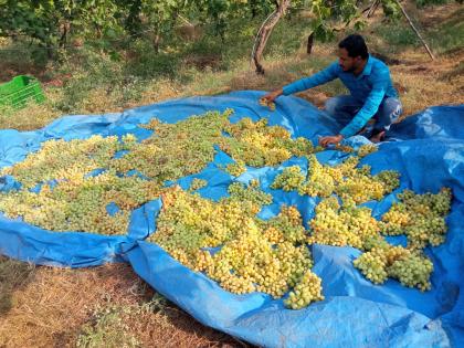 The hail destroyed the grapes | गारपिटीने केली द्राक्षांची नासाडी