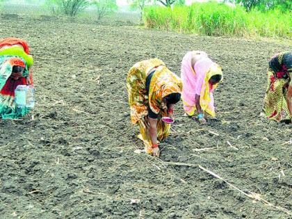 As the cooling season begins, the sowing of the rabbi begins | थंडीची चाहूल लागताच रब्बीच्या पेरण्या सुरू