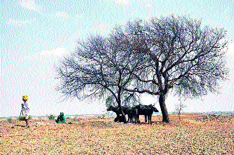 Kharip season was gone, Rabbi also faced crisis; Due to drought in Hingmei Sangli district | खरीप हंगाम गेला वाया, रब्बीवरही संकट दाटले; निम्म्या सांगली जिल्ह्यावर दुष्काळाचे सावट