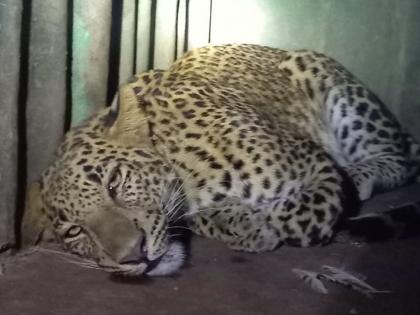 Leopard confiscated in Sinnar taluka | सिन्नर तालुक्यात बिबट्या जेरबंद