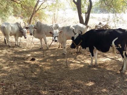  Do not get feed for the camp, do not feed them | ना छावणीला, ना दावणीला चारा मिळेना