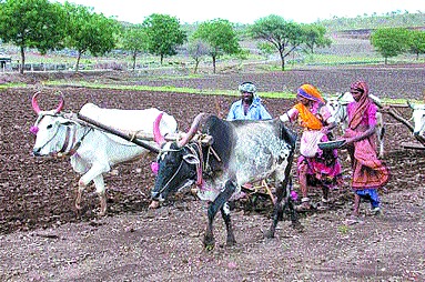 Double sowing on soybean growers | सोयाबीन उत्पादकांवर दुबार पेरणीचे सावट