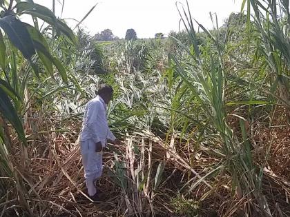 Order to puncture damaged crops | नुकसानग्रस्त पिकांचे पंचनामे करण्याचे आदेश