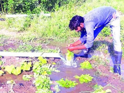 Young farmer sell his farm produce! | युवा शेतकरी स्वत:च उत्पादन घेऊन करताे विक्री!