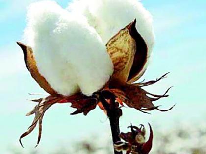 Loot of cotton growers in the market committee premises | बाजार समितीच्या आवारातच कापूस उत्पादकांची लूट