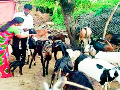 The livelihood of the goats | शेळीपालनातून उजळल्या जीवनवाटा