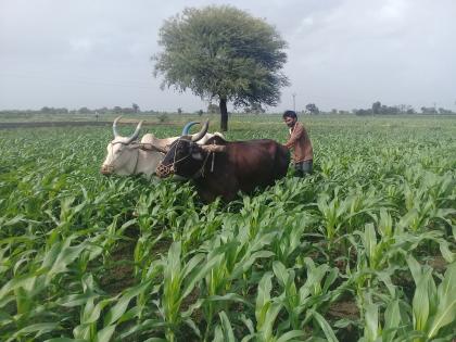 Heavy rain in Yeola taluka | येवला तालुक्यात दमदार पाऊस