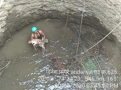 Surviving the antelope that fell into the well | विहिरीत पडलेल्या काळविटाला जीवदान