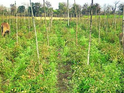 The cattle left in the vegetable fields | भाजीपाल्याच्या शेतात सोडली गुरे