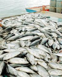 Fishery business risks due to excess rainfall | अपुºया पावसाने मत्स्य व्यवसाय धोक्यात