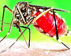 21 patients of dengue found in the district | जिल्ह्यात डेंग्यूचे २१ रूग्ण आढळले