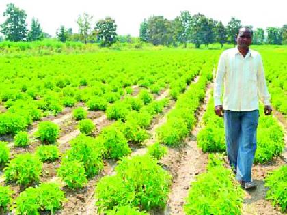 'Vikasganga' reached the field due to social workers | सामाजिक कार्यकर्त्यांमुळे शेतात पोहोचली ‘विकासगंगा’