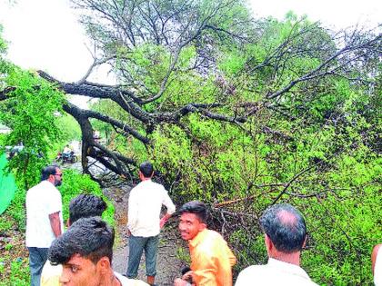  The trees collapsed in the area | सामनगाव परिसरात झाड कोसळले